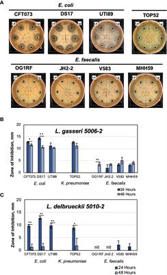 Commensal Urinary Lactobacilli Inhibit Major Uropathogens In Vitro With Heterogeneity at Species and Strain Level